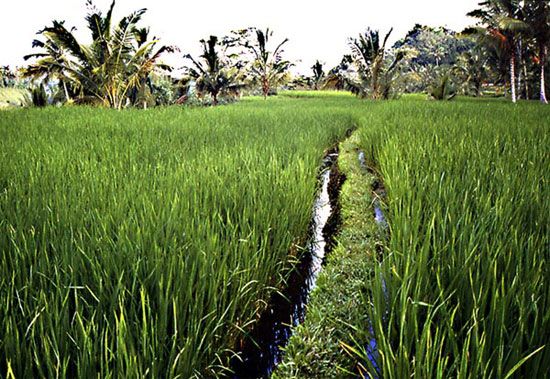 Bali île paradis / Visuel : D.R.