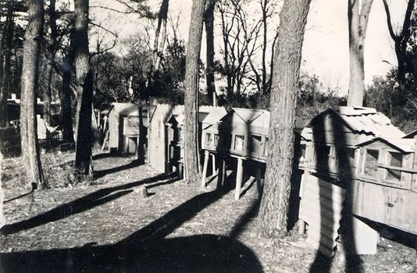 Cages à lapins et poulaillers de la Coubre pour améliorer l'ordinaire. / Coll. E. Renoux