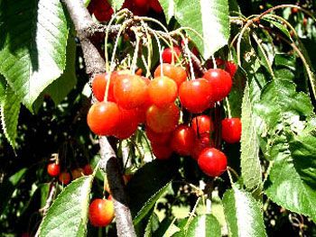 Cerises (2000) / Visuel : D.R.