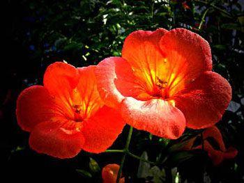 Fleurs (2000) / Visuel : D.R.