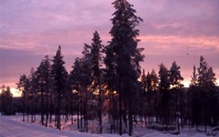 Forêt de nuit / Visuel : D.R.