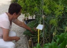 Jardin médiéval Francette Videau 2 / Visuel : D.R.