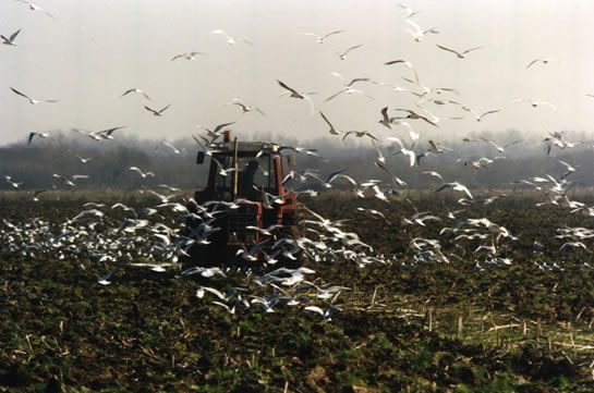 Mouettes de Michel Descamps / Visuel : D.R.