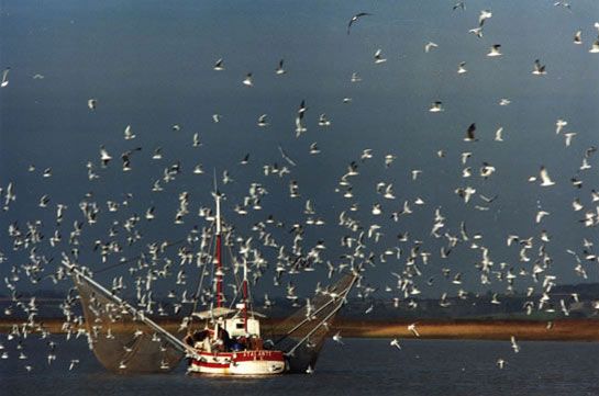 Mouettes de Michel Descamps / Visuel : D.R.