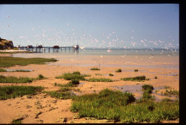 mouettes2 m.guillard / Visuel : D.R.