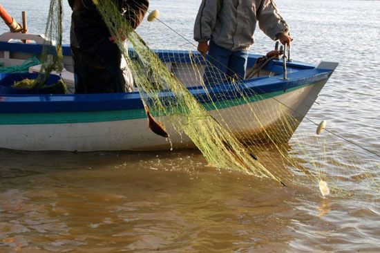 Pêche au maigre sur la Gironde / Visuel : D.R.