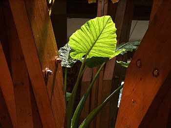 Plante verte à Saugon (2000) / Visuel : D.R.