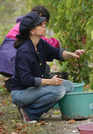 Premières vendanges à Talmont-sur-Gironde / Visuel : D.R.