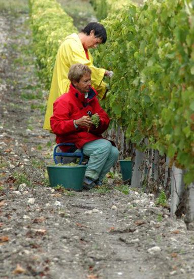 Premières vendanges à Talmont-sur-Gironde / Visuel : D.R.