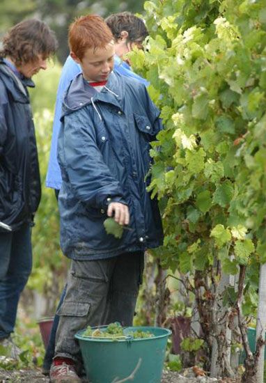 Premières vendanges à Talmont-sur-Gironde / Visuel : D.R.