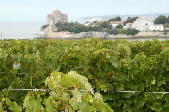 Premières vendanges à Talmont-sur-Gironde / Visuel : D.R.