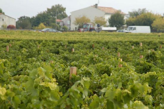 Premières vendanges à Talmont-sur-Gironde / Visuel : D.R.