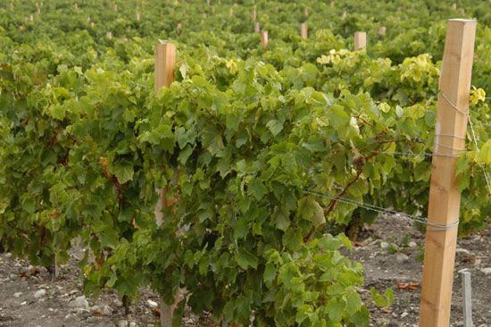 Premières vendanges à Talmont-sur-Gironde / Visuel : D.R.