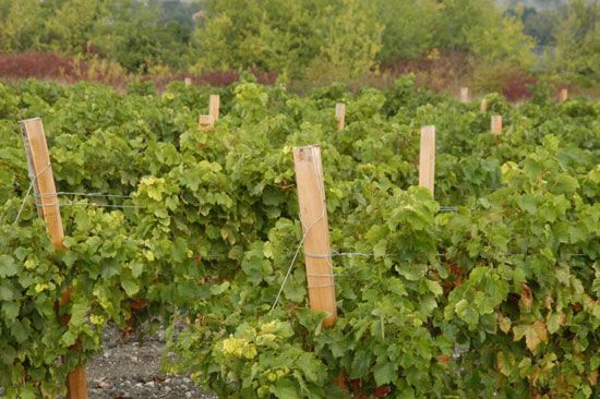 Premières vendanges à Talmont-sur-Gironde / Visuel : D.R.