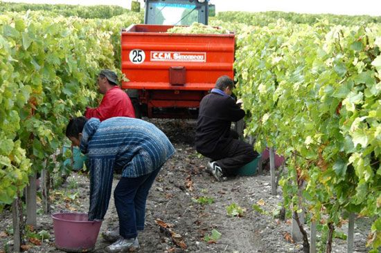 Premières vendanges à Talmont-sur-Gironde / Visuel : D.R.