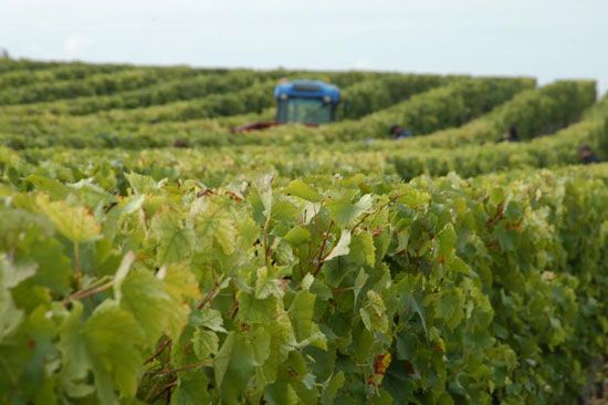 Premières vendanges à Talmont-sur-Gironde / Visuel : D.R.