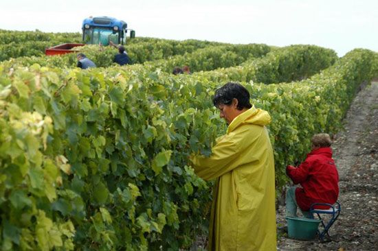 Premières vendanges à Talmont-sur-Gironde / Visuel : D.R.