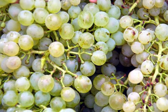 Premières vendanges à Talmont-sur-Gironde / Visuel : D.R.