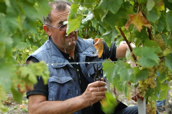 Premières vendanges à Talmont-sur-Gironde / Visuel : D.R.