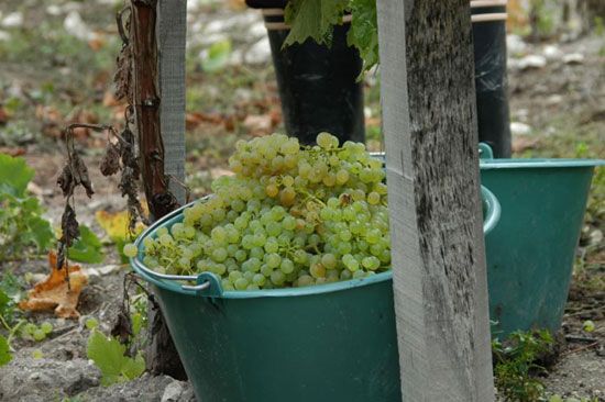 Premières vendanges à Talmont-sur-Gironde / Visuel : D.R.