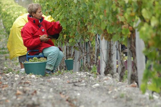 Premières vendanges à Talmont-sur-Gironde / Visuel : D.R.
