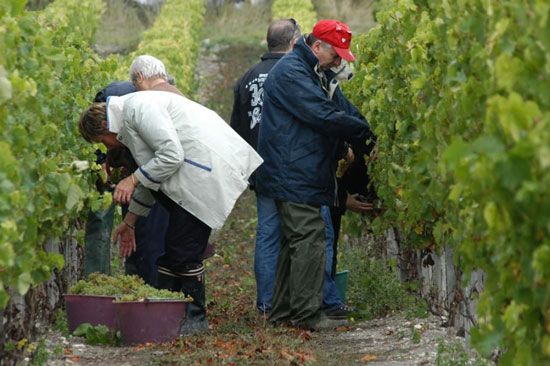 Premières vendanges à Talmont-sur-Gironde / Visuel : D.R.