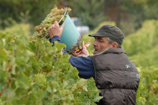 Premières vendanges à Talmont-sur-Gironde / Visuel : D.R.