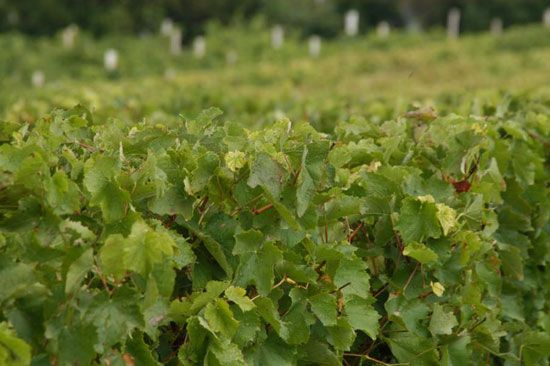 Premières vendanges à Talmont-sur-Gironde / Visuel : D.R.
