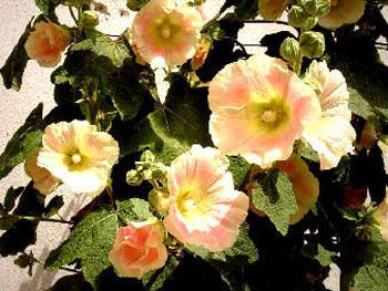 Roses trémières (2000) / Visuel : D.R.