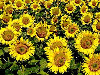 Tournesols (2000) / Visuel : D.R.