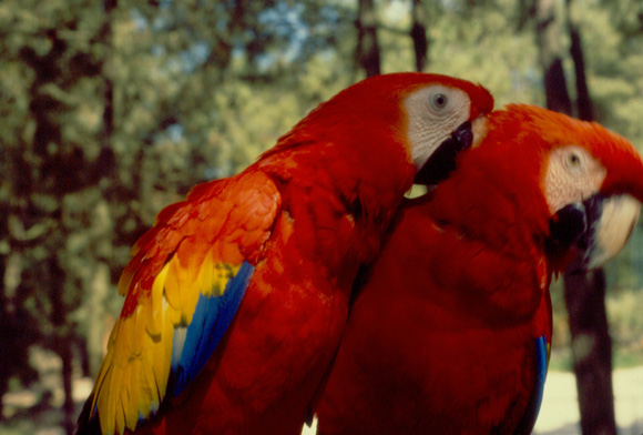 zoo-perroquet